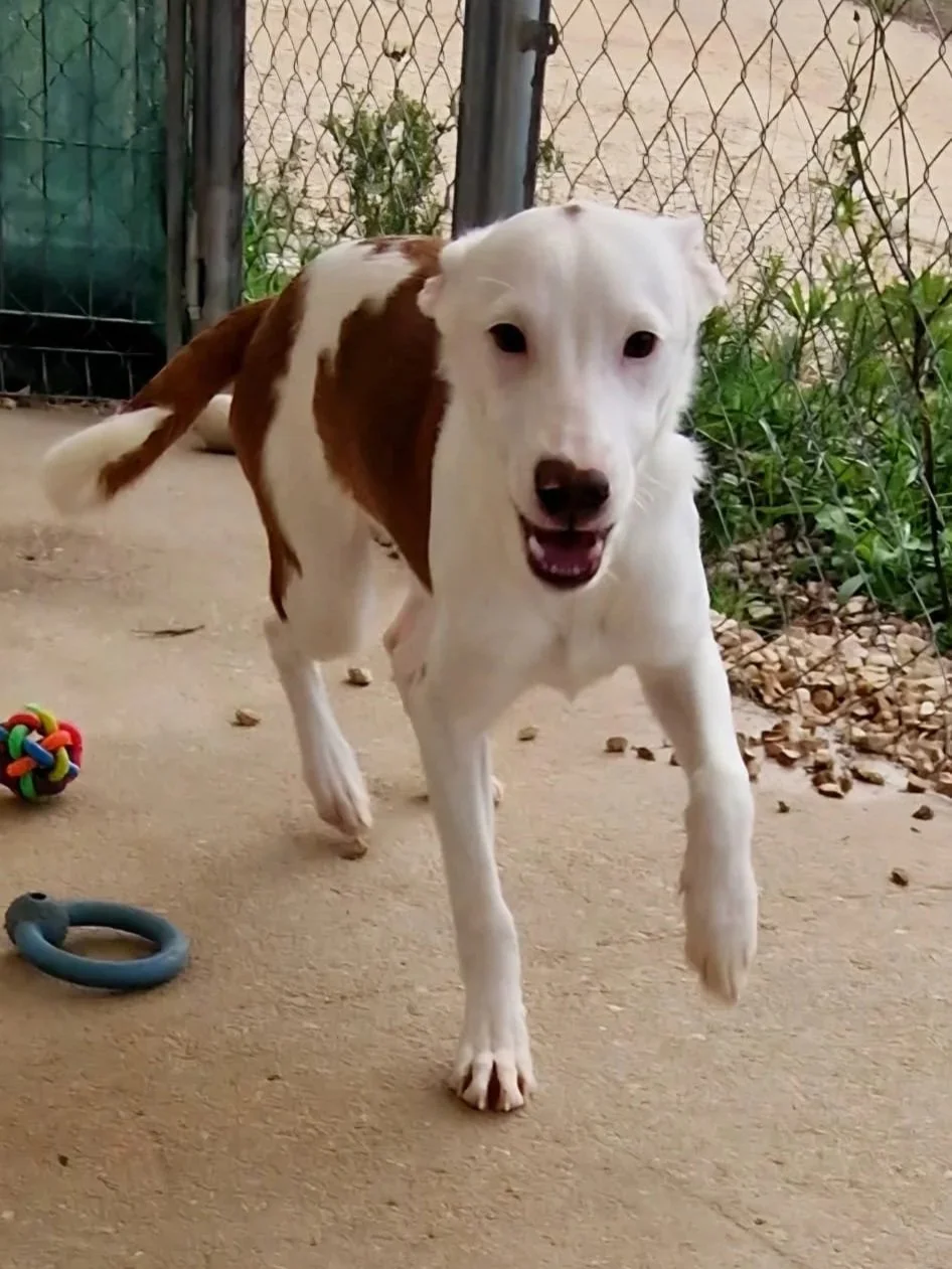 Bean wants to tell you than he loves playtime! - Dog available for adoption at Paws Xalo