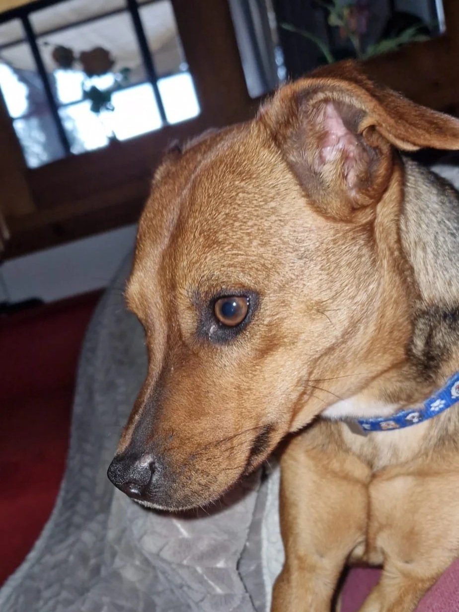 Joe - Dog available for adoption at Paws Xalo