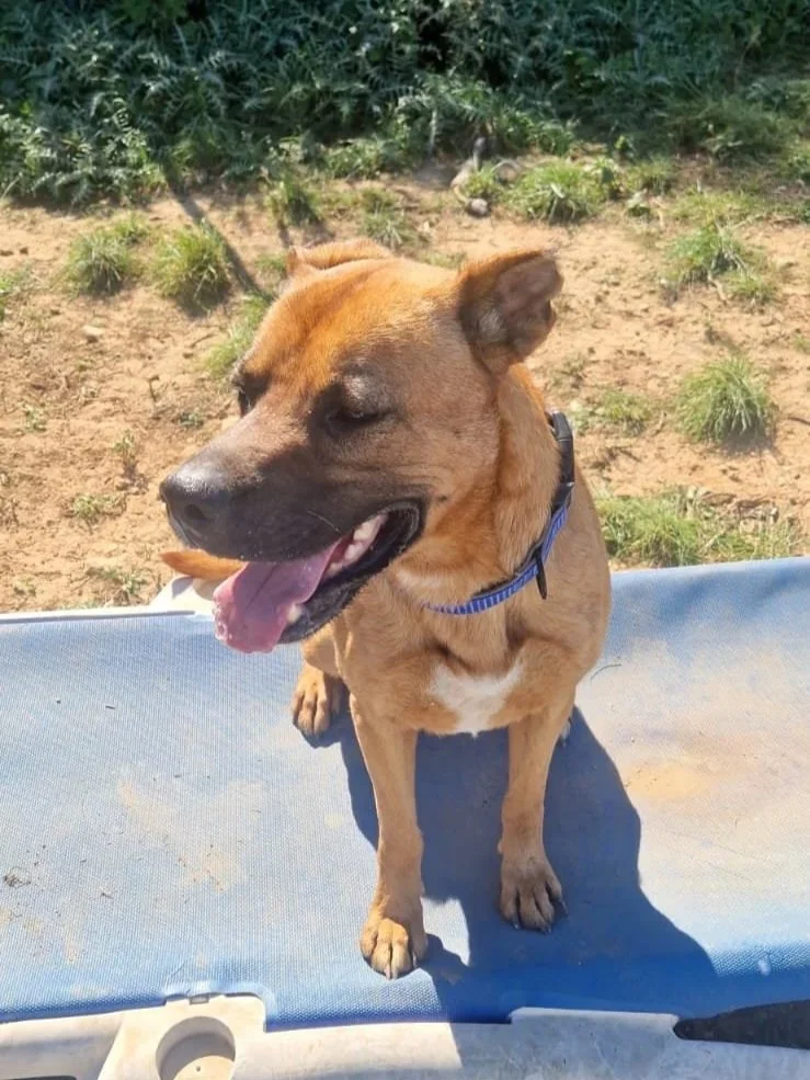 Thor chilling on a sunlounger at the shelter - Dog available for adoption at Paws Xalo