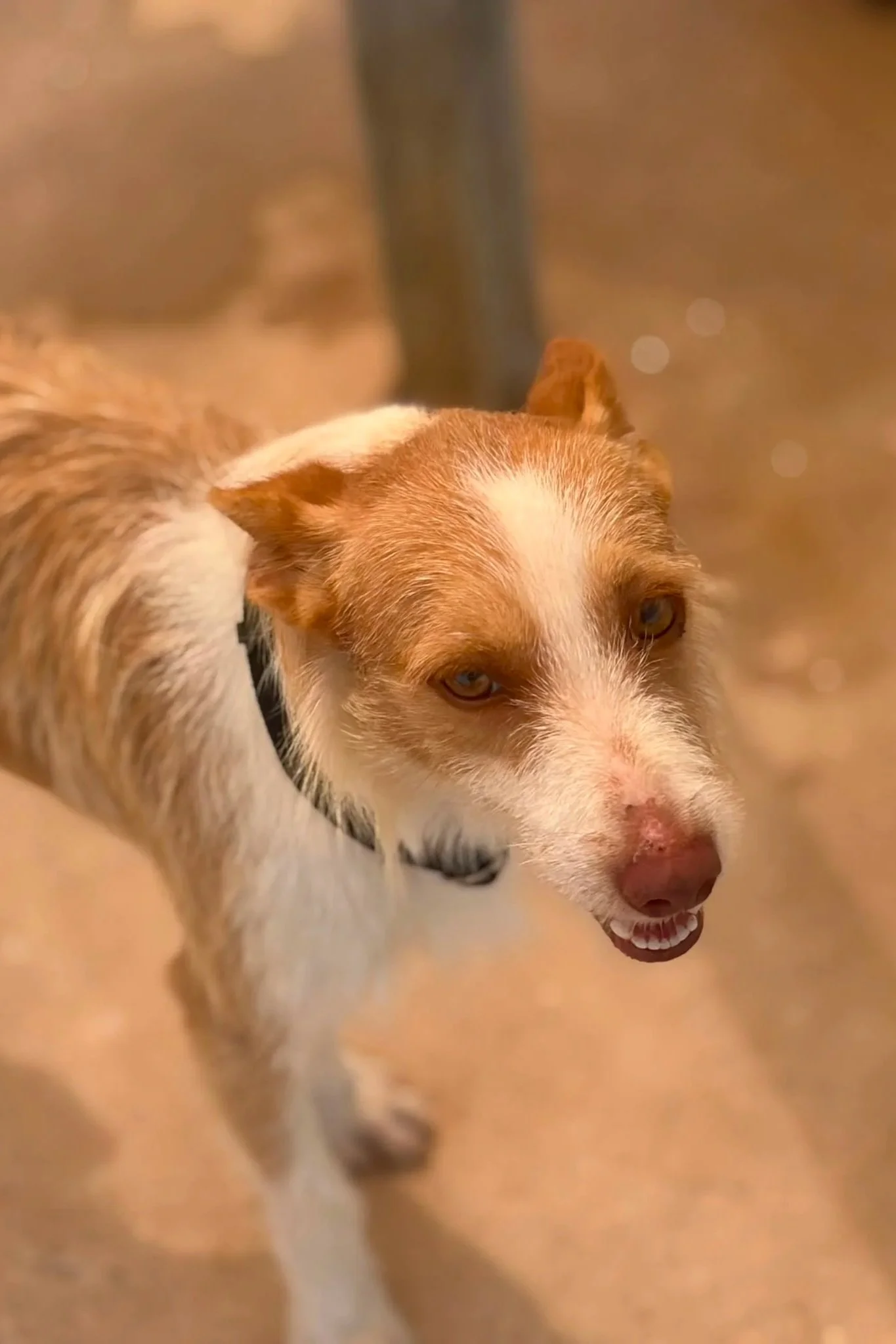 Charlie - Dog available for adoption at Paws Xaló