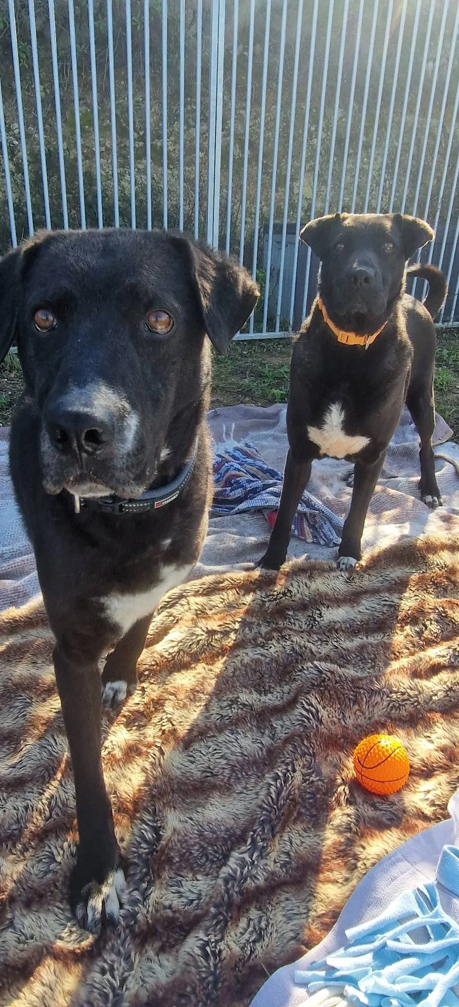 Two inquisitive Paws Xaló dogs at the shelter