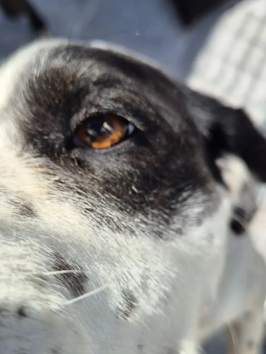 Pete in extreme close up! Dog available for adoption at Paws Xalo