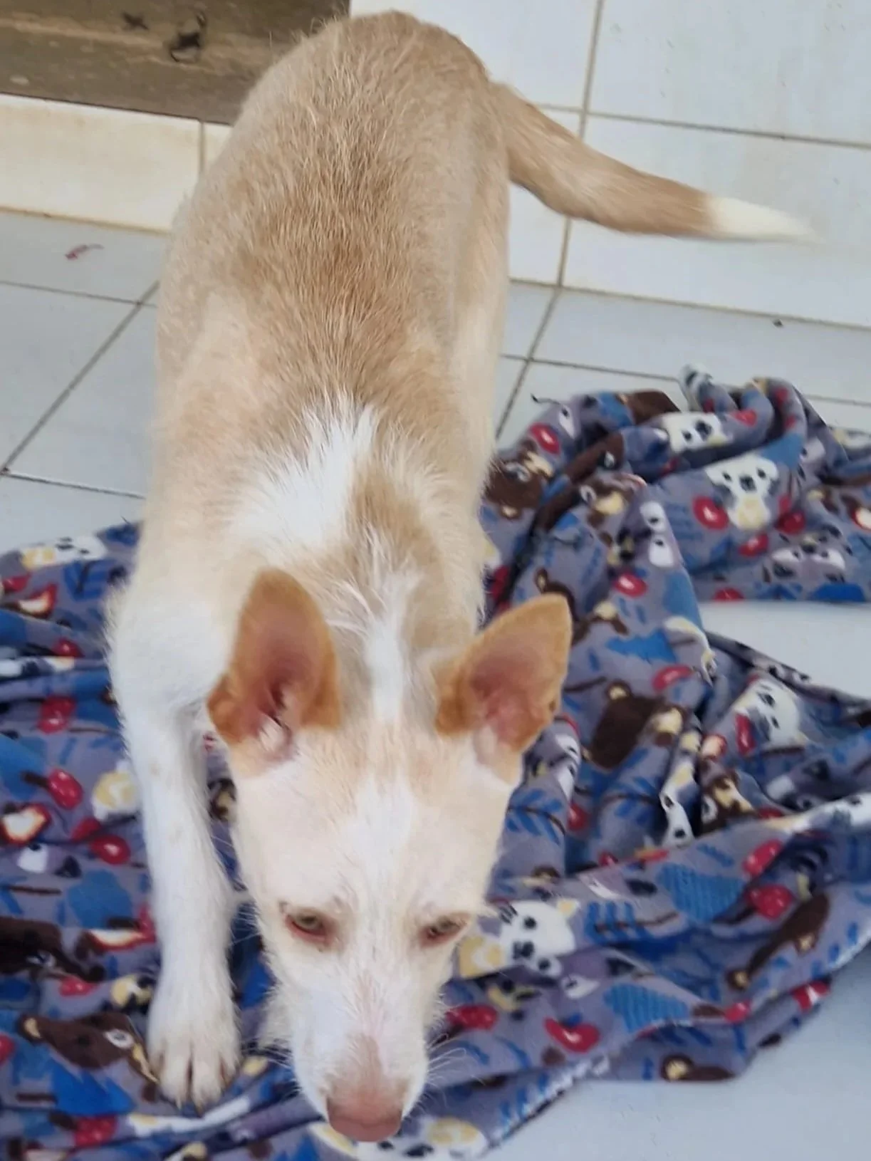 Ozzy playing in the kennel - Dog available for adoption at Paws Xalo