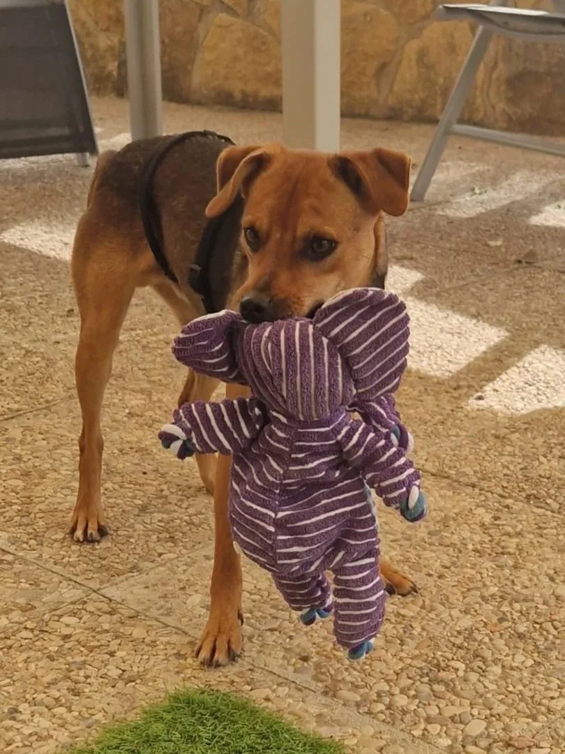 Joe showing off his toy - Dog available for adoption at Paws Xalo