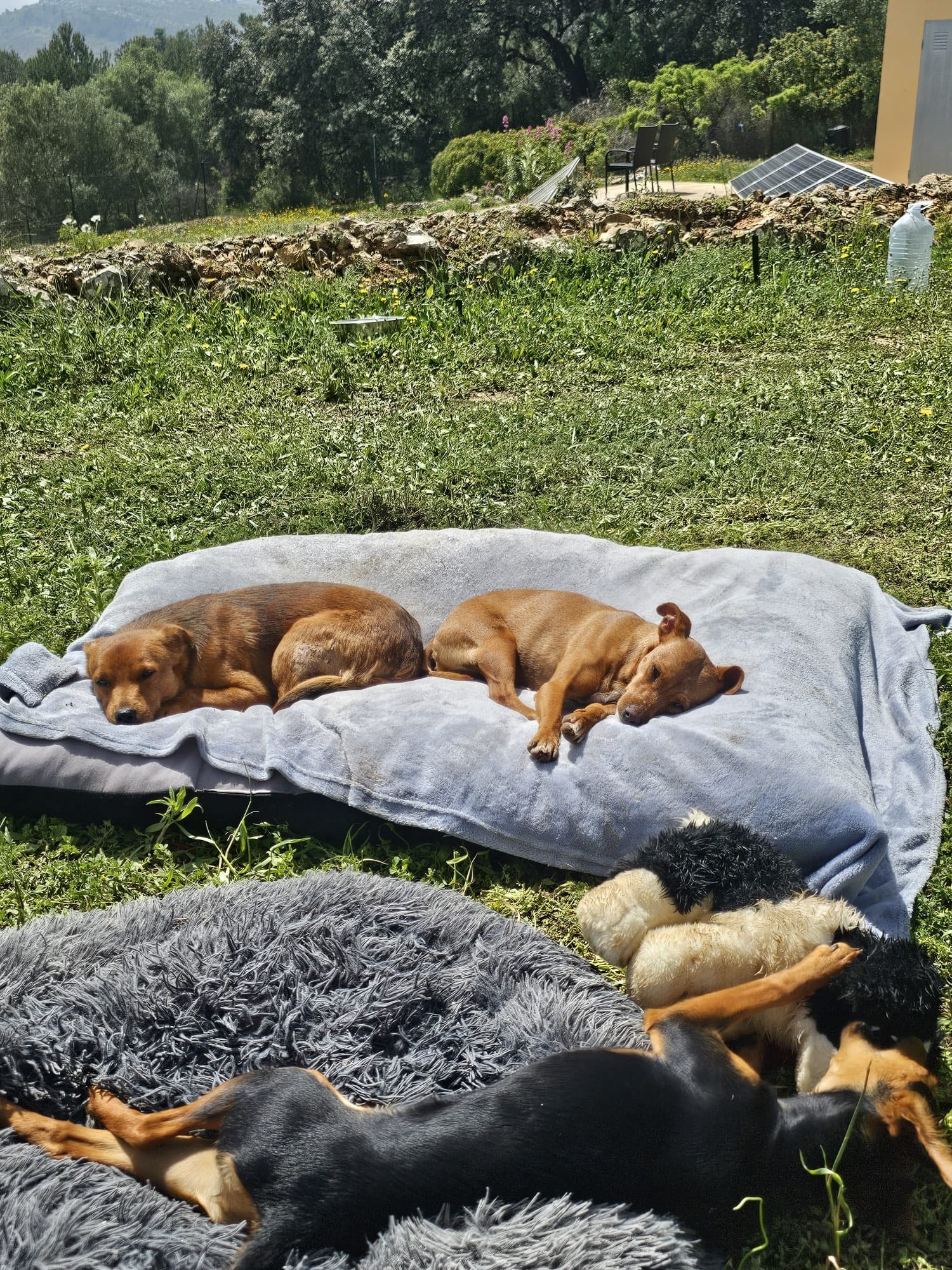 The Paws Effect - dogs looking comfortable in their new homes!