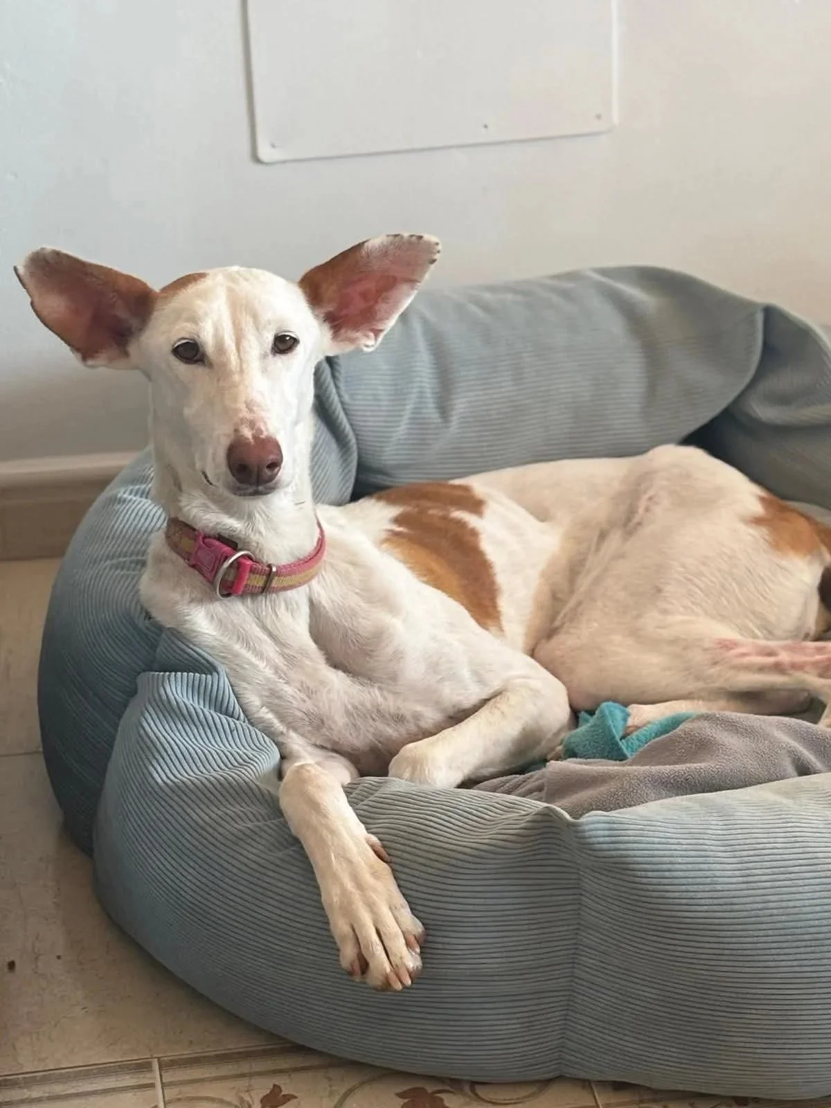 Rosa looking regal relaxing on her bed - Dog available for adoption at Paws Xalo