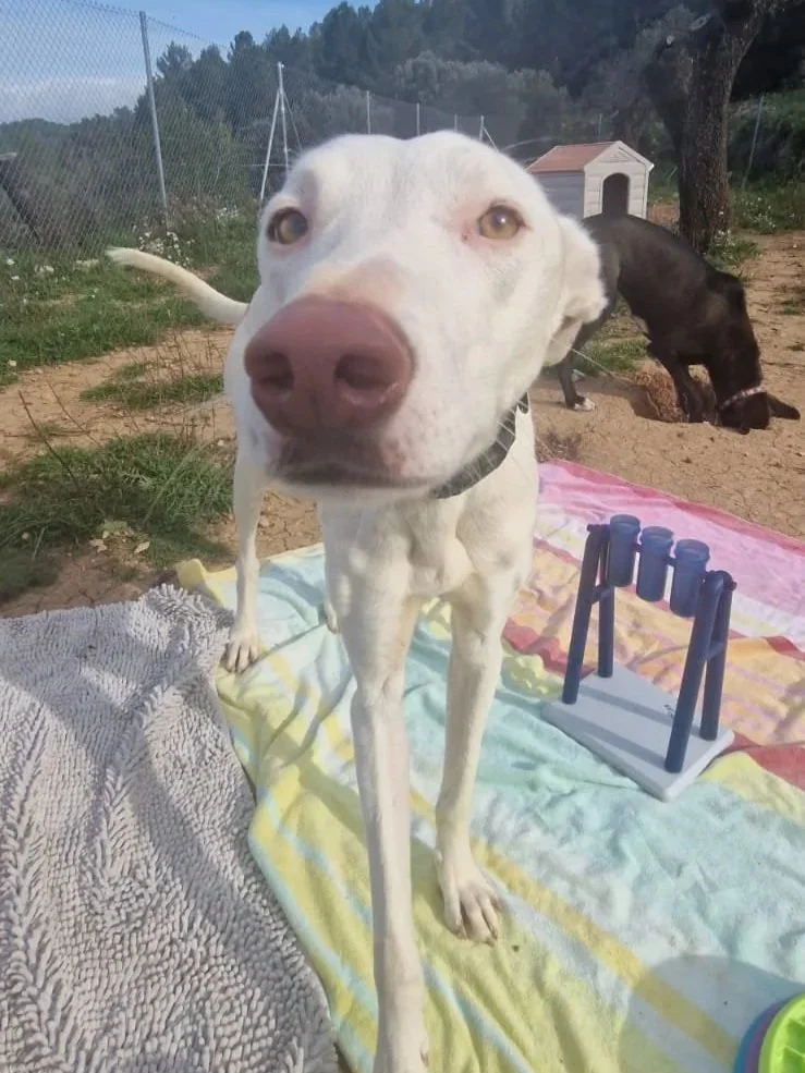 Happy Harry snifing the camera - Dog available for adoption at Paws Xalo