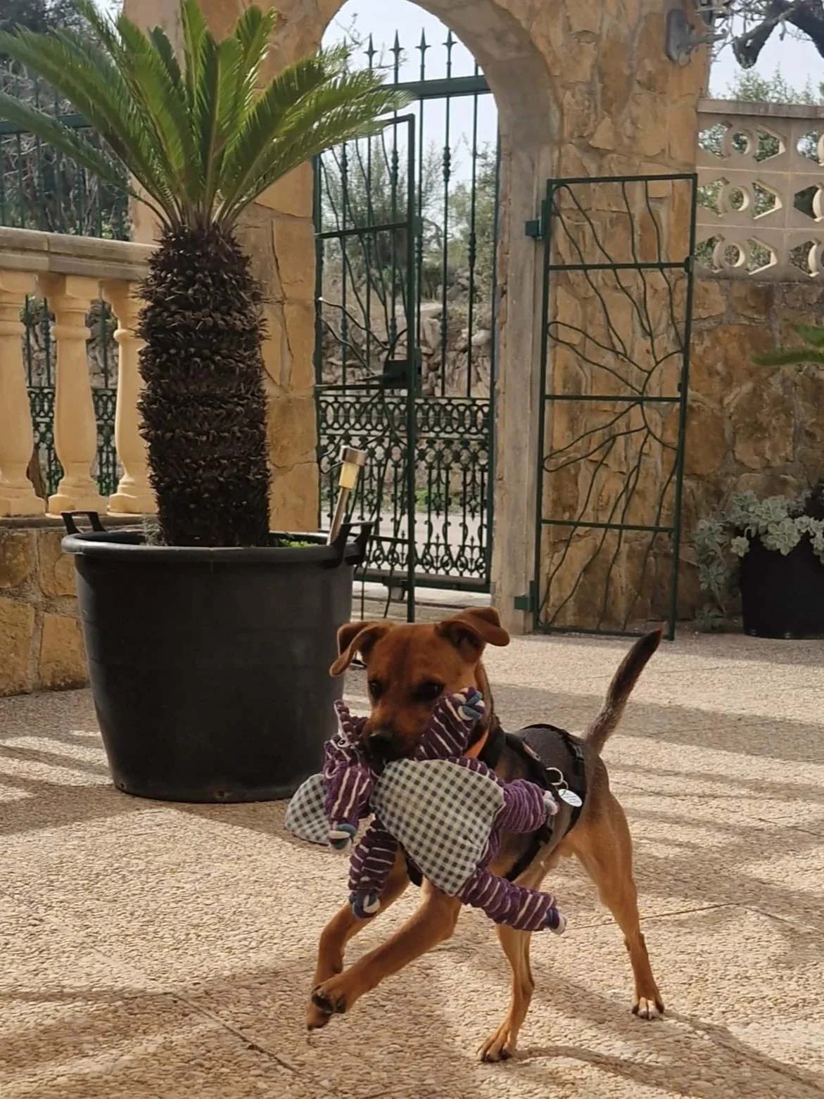 Joe and his favourite toy - Dog available for adoption at Paws Xalo