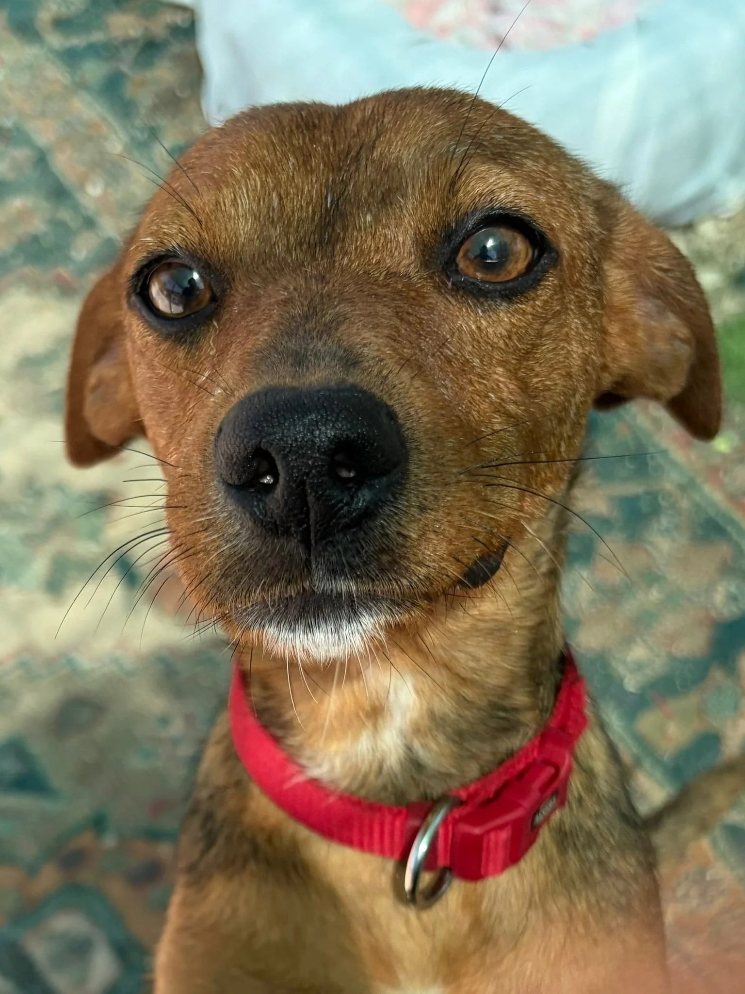 Abby - Dog available for adoption at Paws Xalo