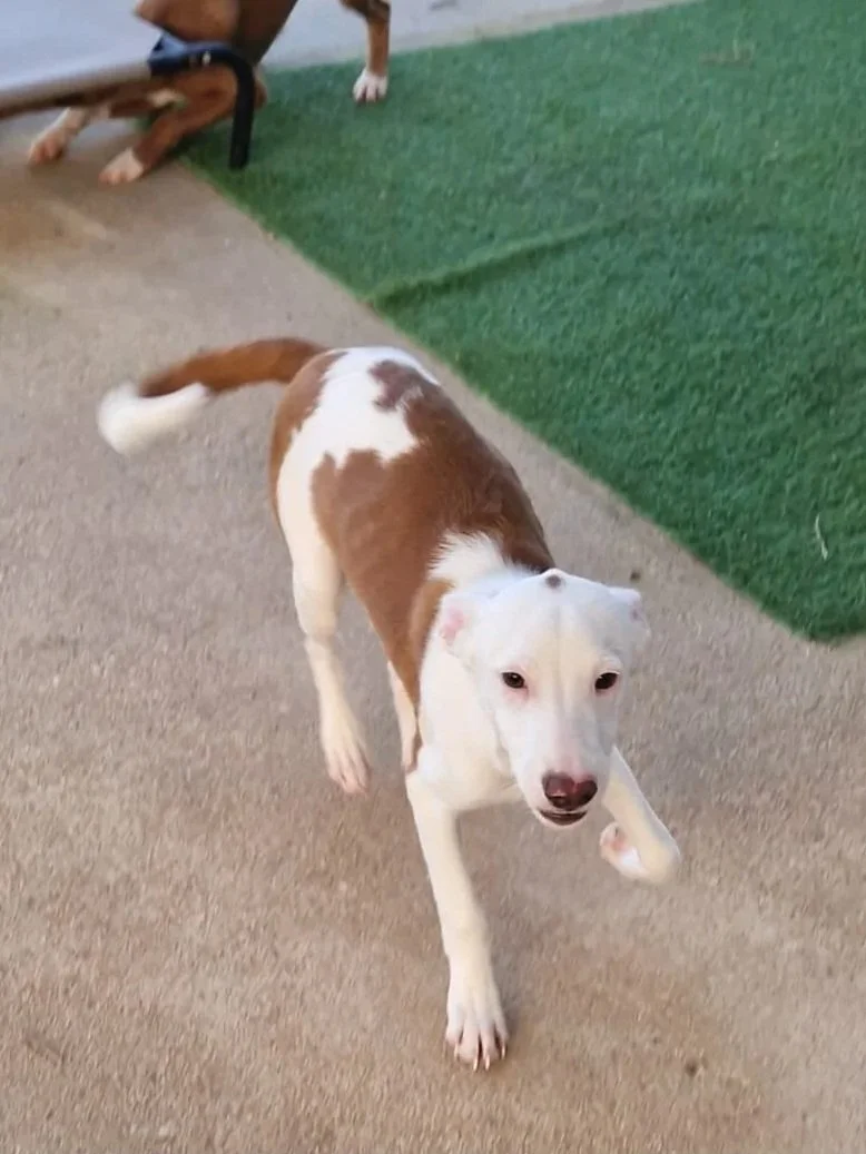 Bean coming to investigate the camera - Dog available for adoption at Paws Xaló