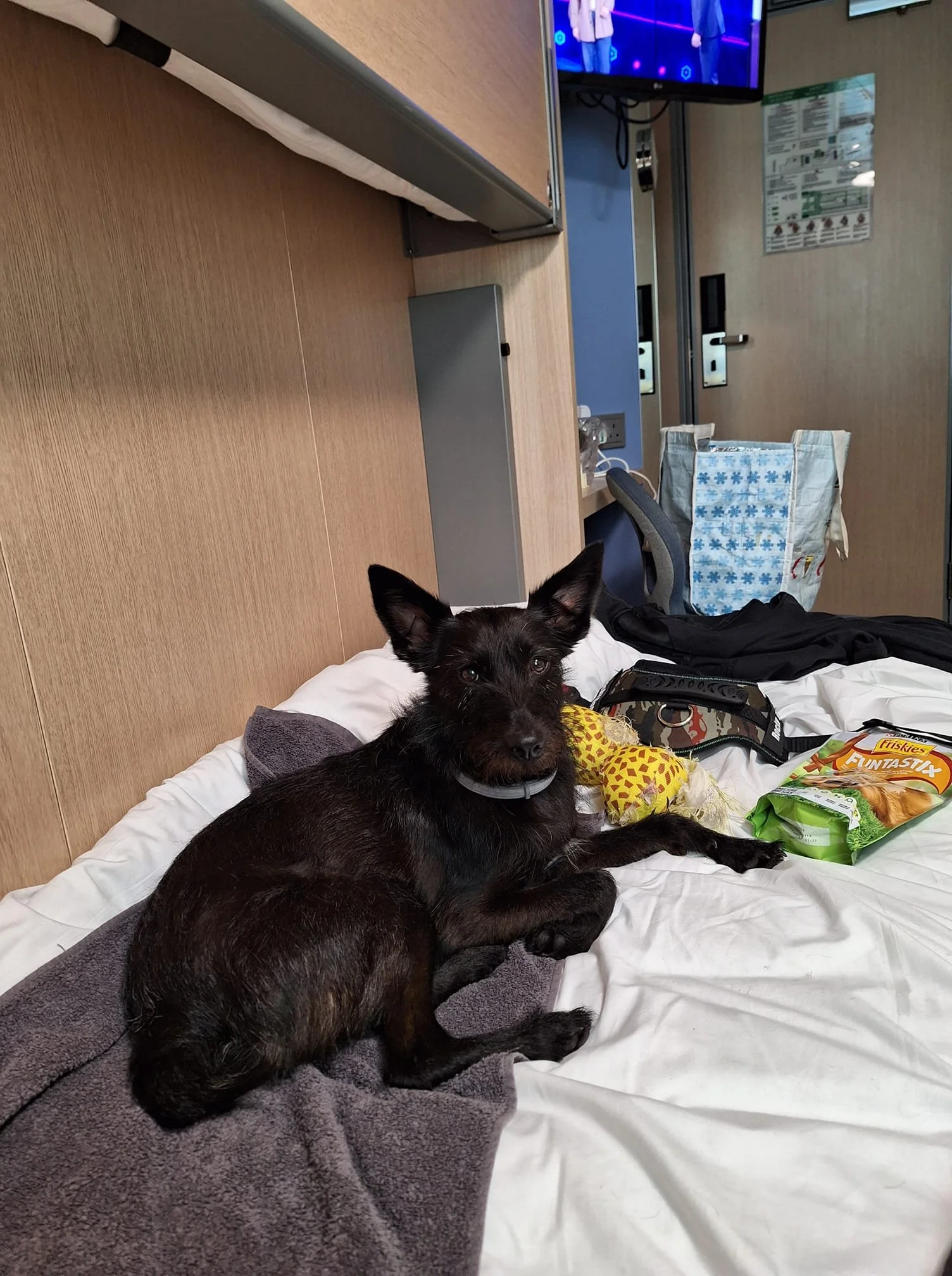 The Paws Effect - dogs looking comfortable in their new homes!