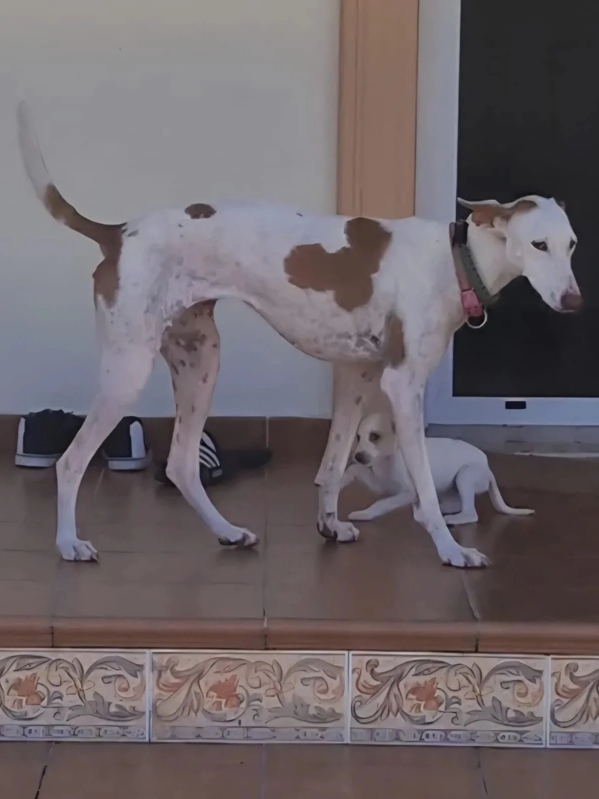 Rosa playing with her puppy friend! - Dog available for adoption at Paws Xalo