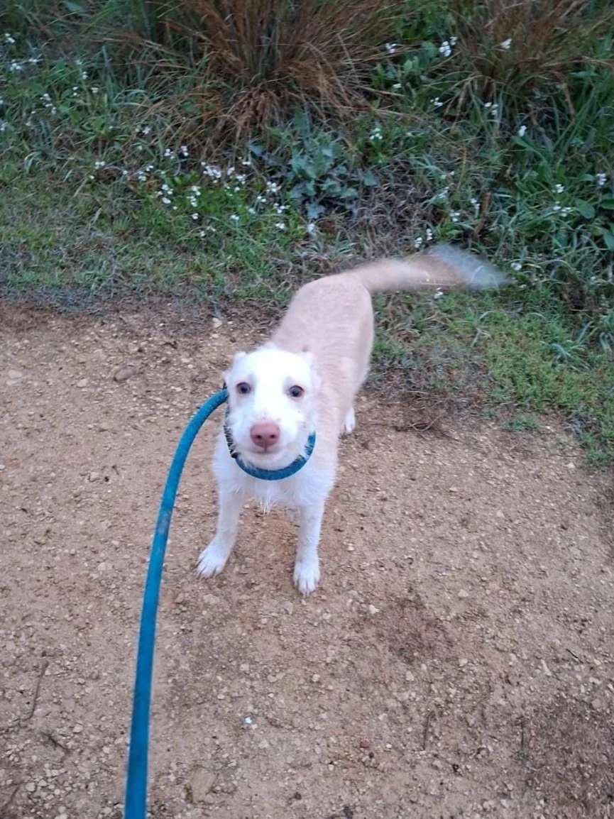 Ozzy out on a walk in the campo - Dog available for adoption at Paws Xalo