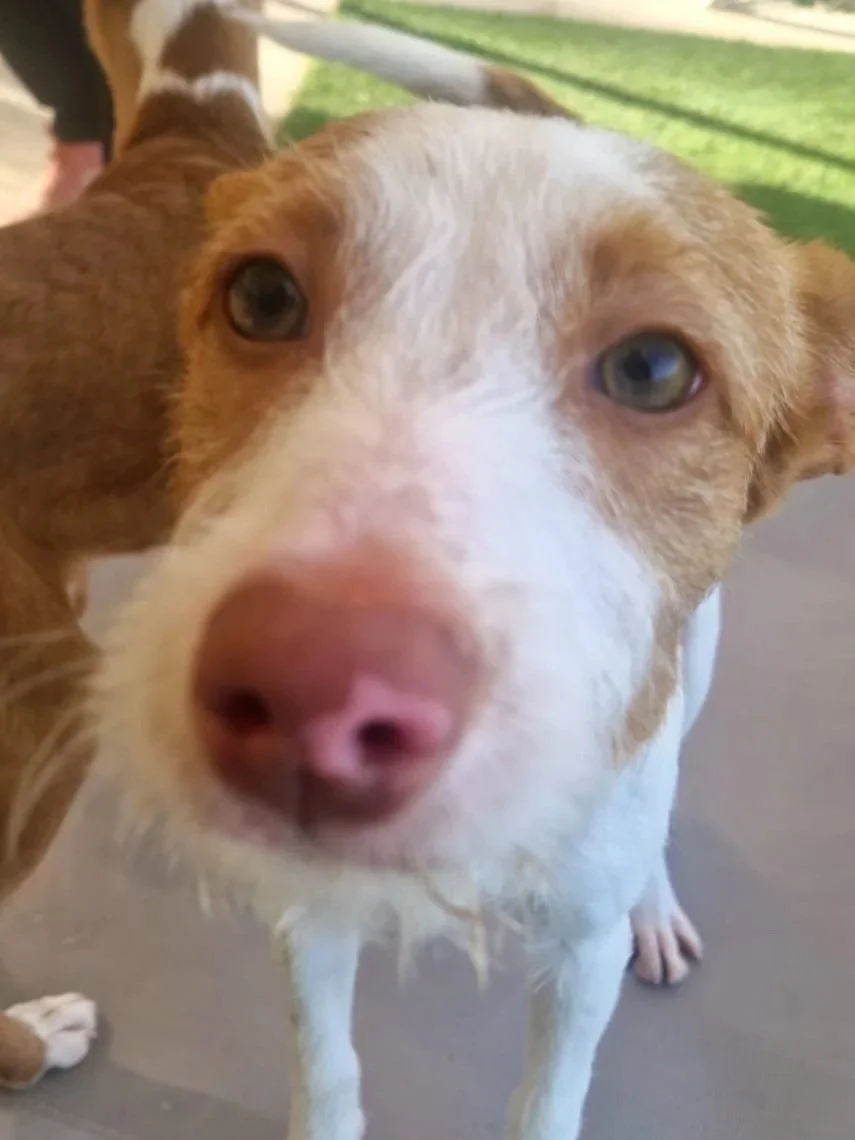 Tommy getting up close and personal with the camera - Dog available for adoption at Paws Xaló