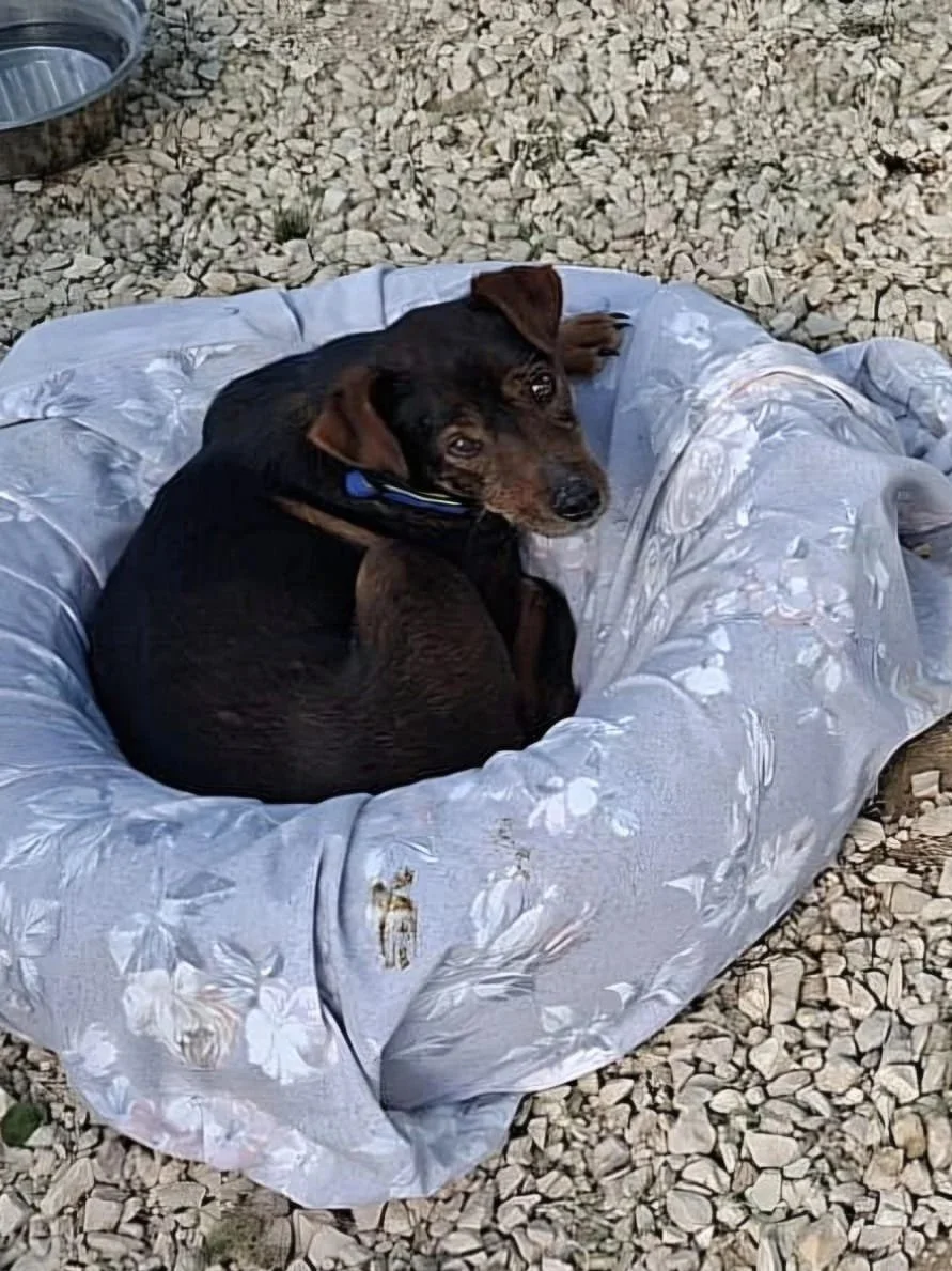 Isaac chilling out in his bed after a long day at the shelter - Dog available for adoption at Paws Xalo