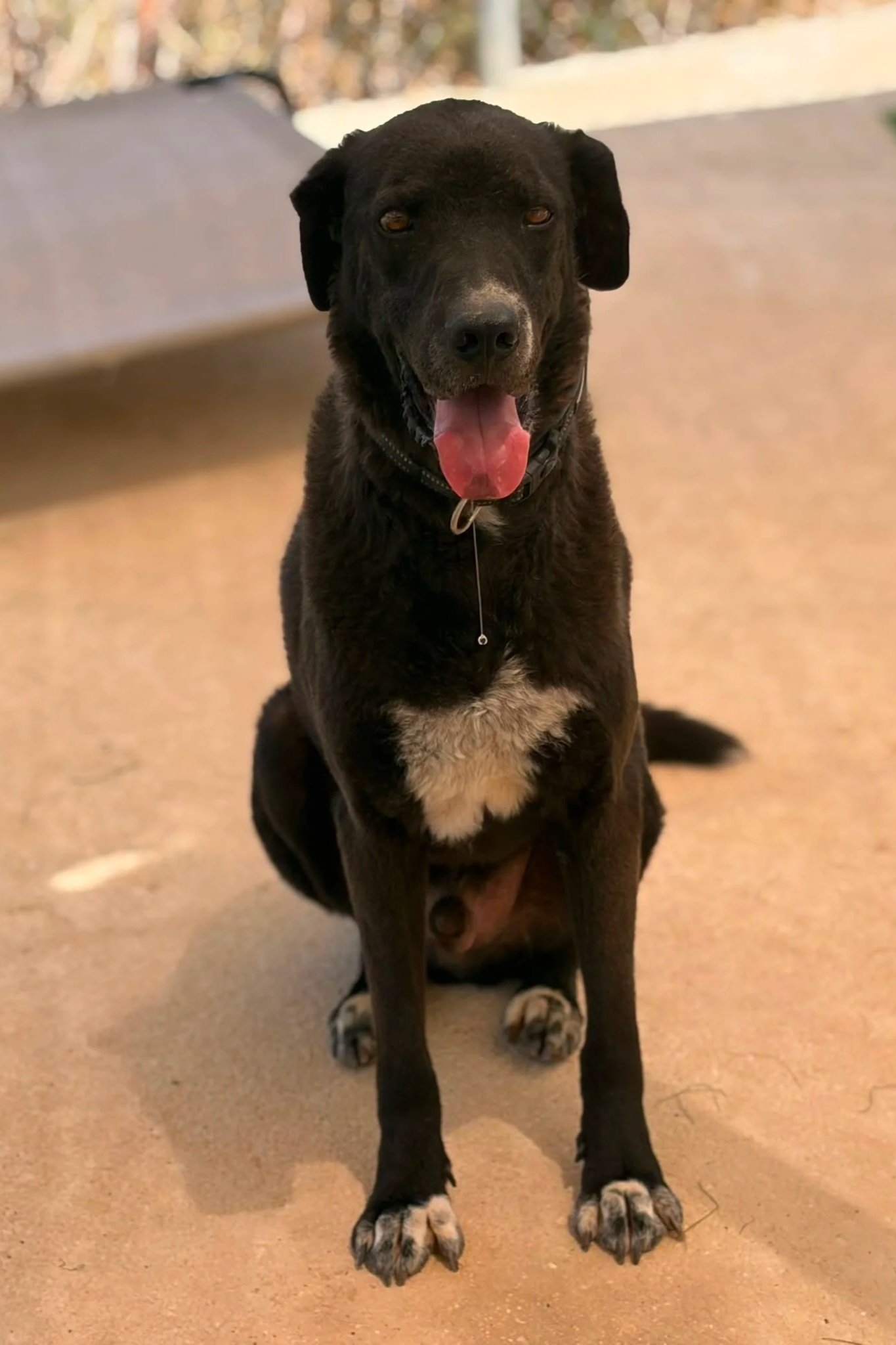 Otis - Dog available for adoption at Paws Xaló