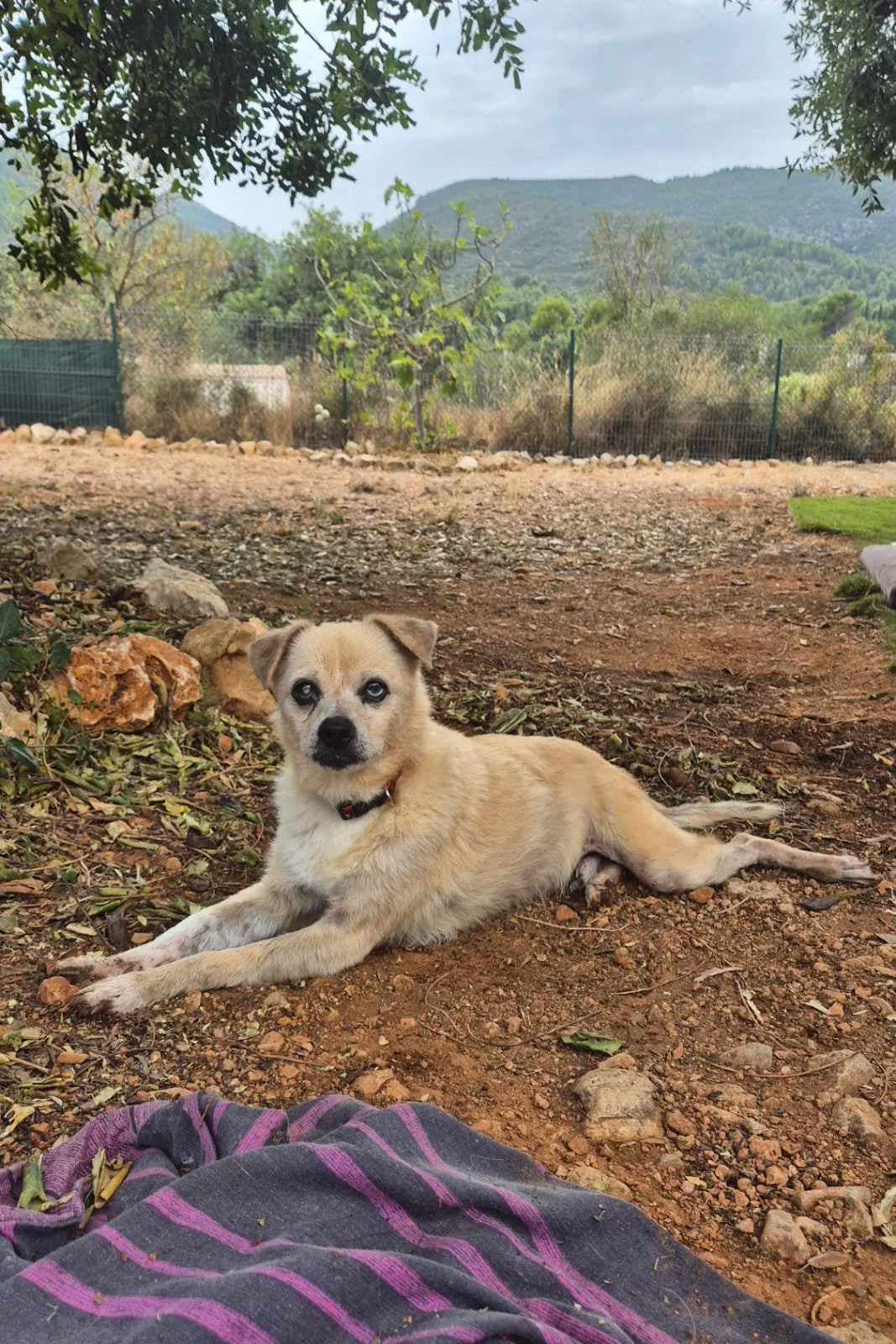 Javi - Dog available for adoption at Paws Xaló