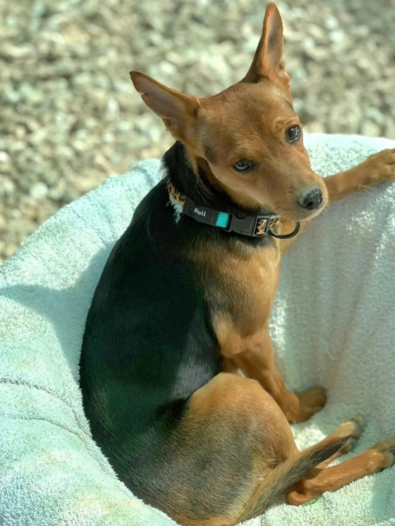 Various images of a litter of 11 puppies available for adoption from Paws Xaló!