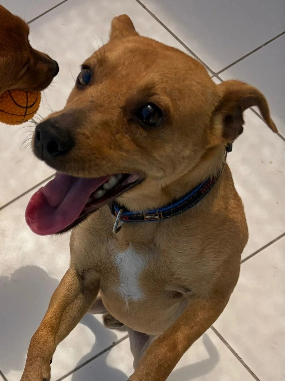 Jimmy - Dog available for adoption at Paws Xalo