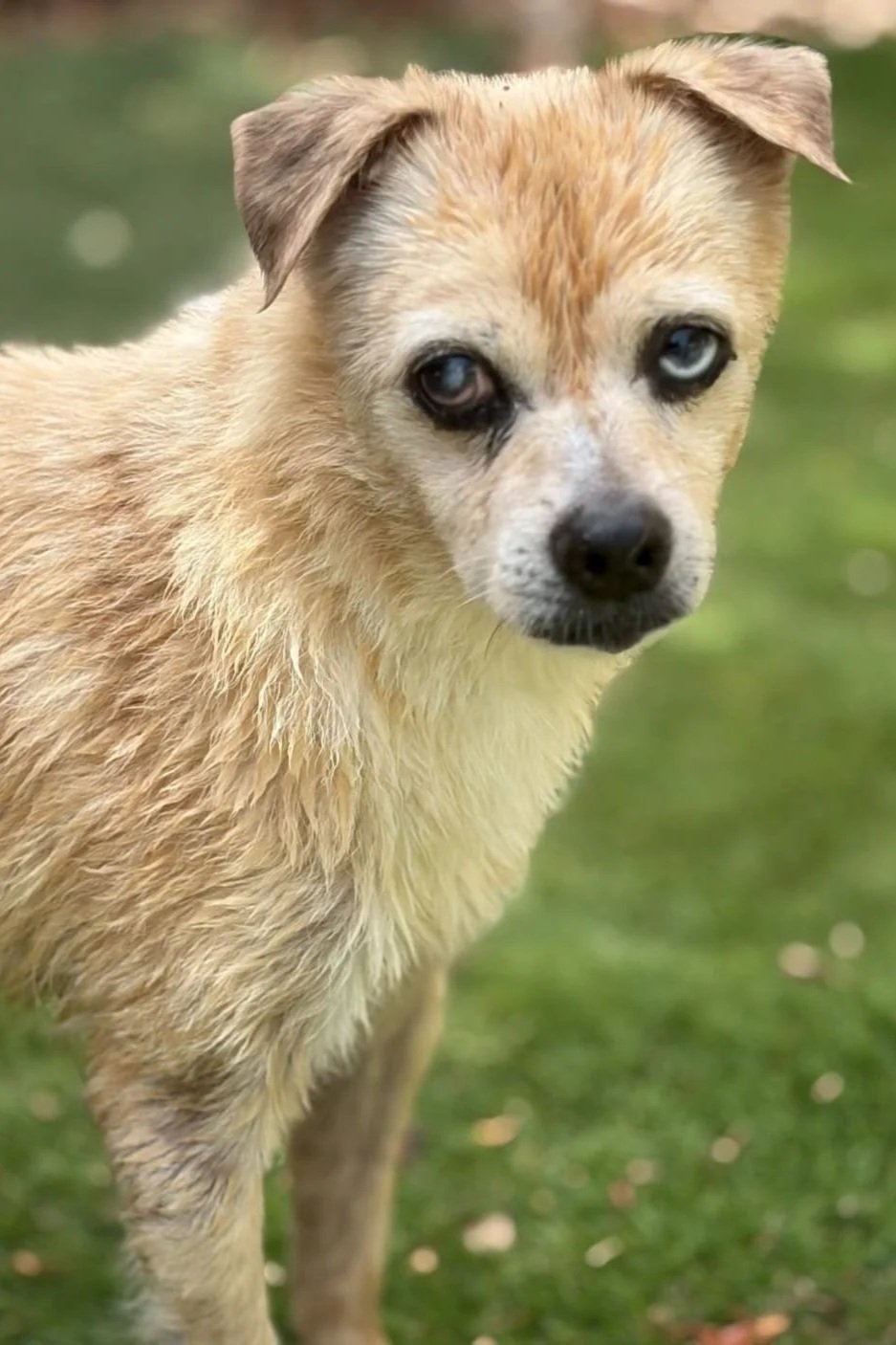 Javi - Dog available for adoption at Paws Xaló
