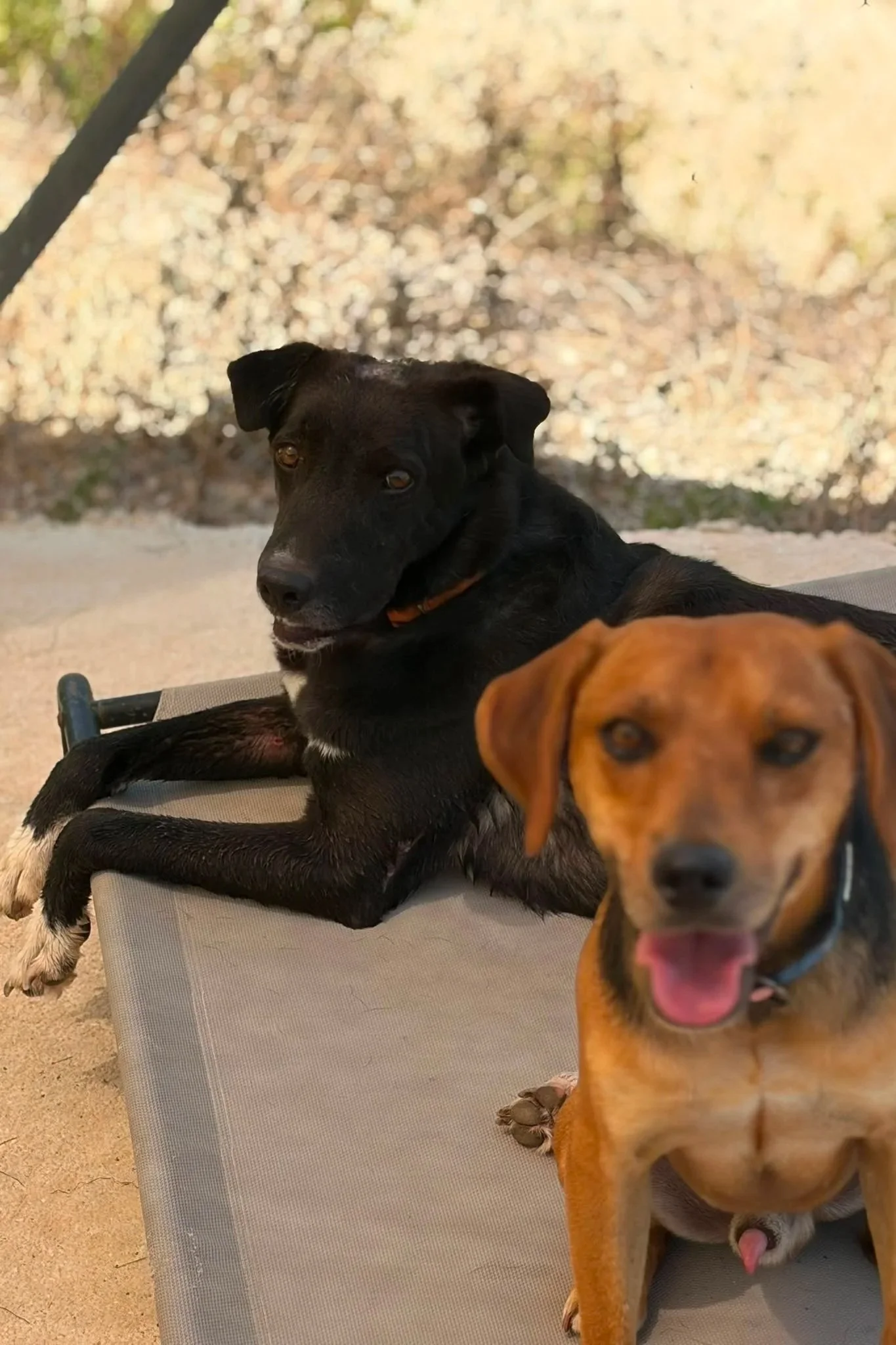 Polly - Dog available for adoption at Paws Xaló