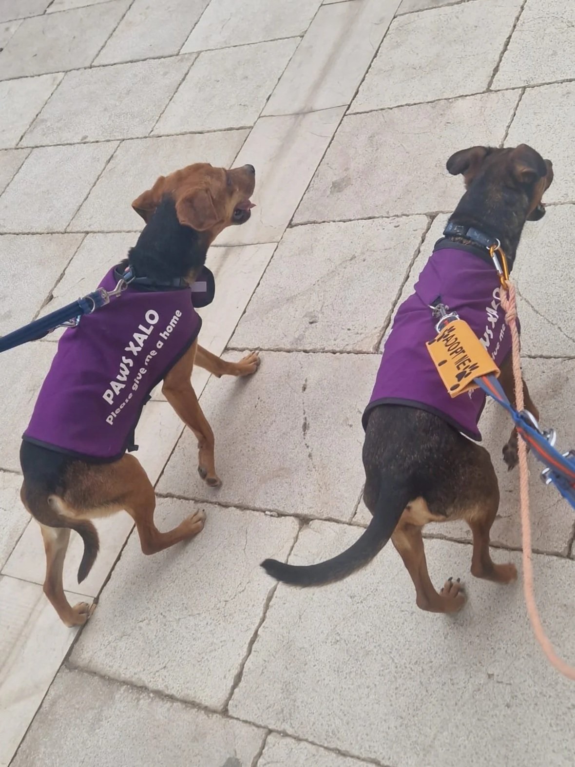 Benny exploring Jalon Village with his pal Willow - Dog available for adoption at Paws Xalo