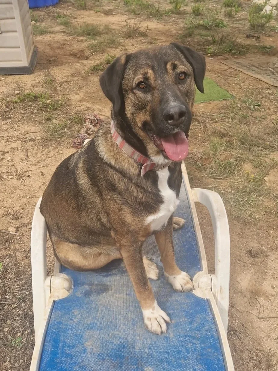 Woody posing on a sunlounger - Dog available for adoption at Paws Xalo