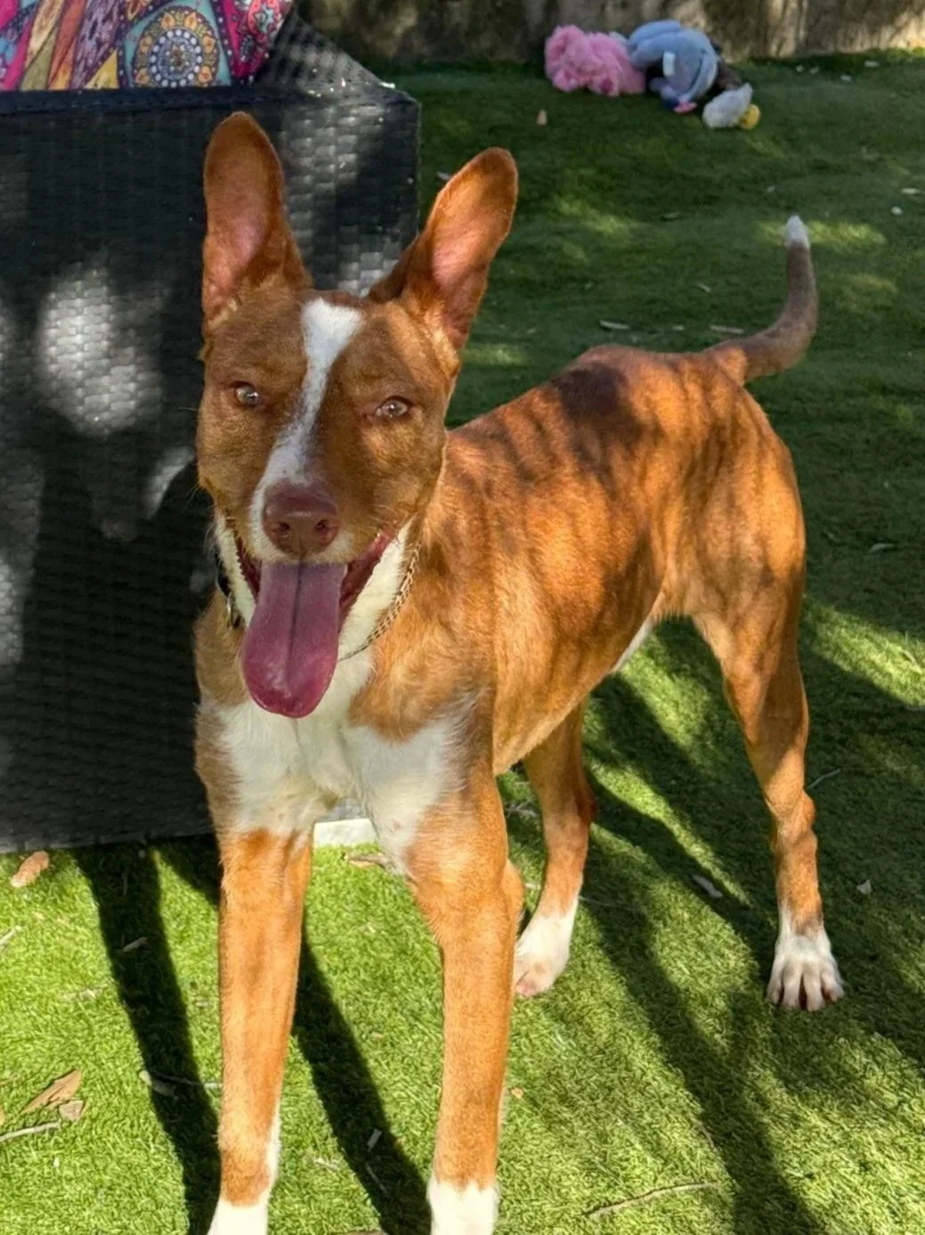 Bob smiling for the camera - Dog available for adoption at Paws Xalo