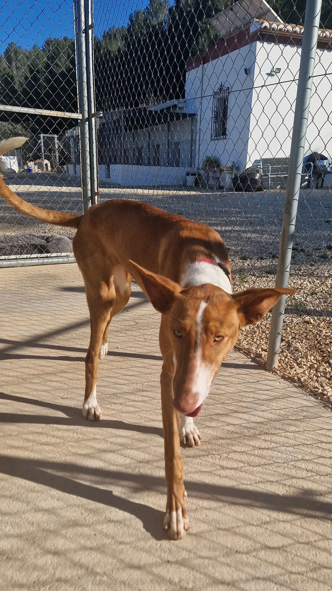 A Paws Xaló dog at the shelter