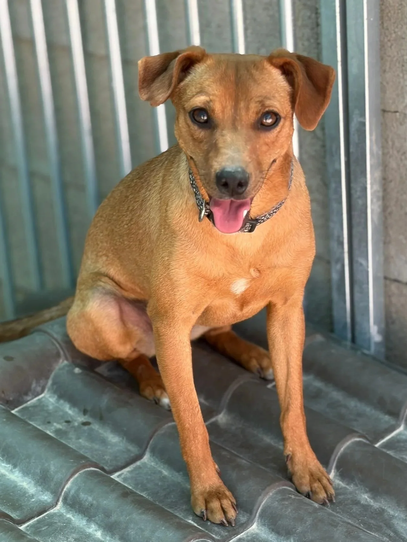 Ginger - Dog available for adoption at Paws Xalo