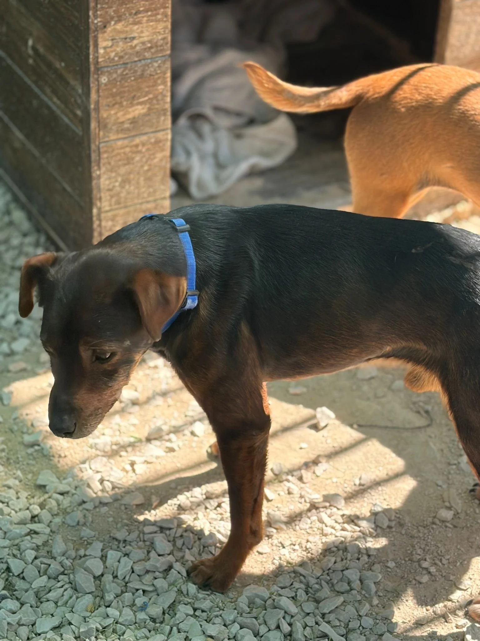 Isaac hanging out at the shelter - Dog available for adoption at Paws Xalo