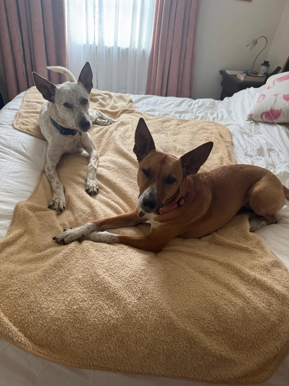 The Paws Effect - dogs looking comfortable in their new homes!