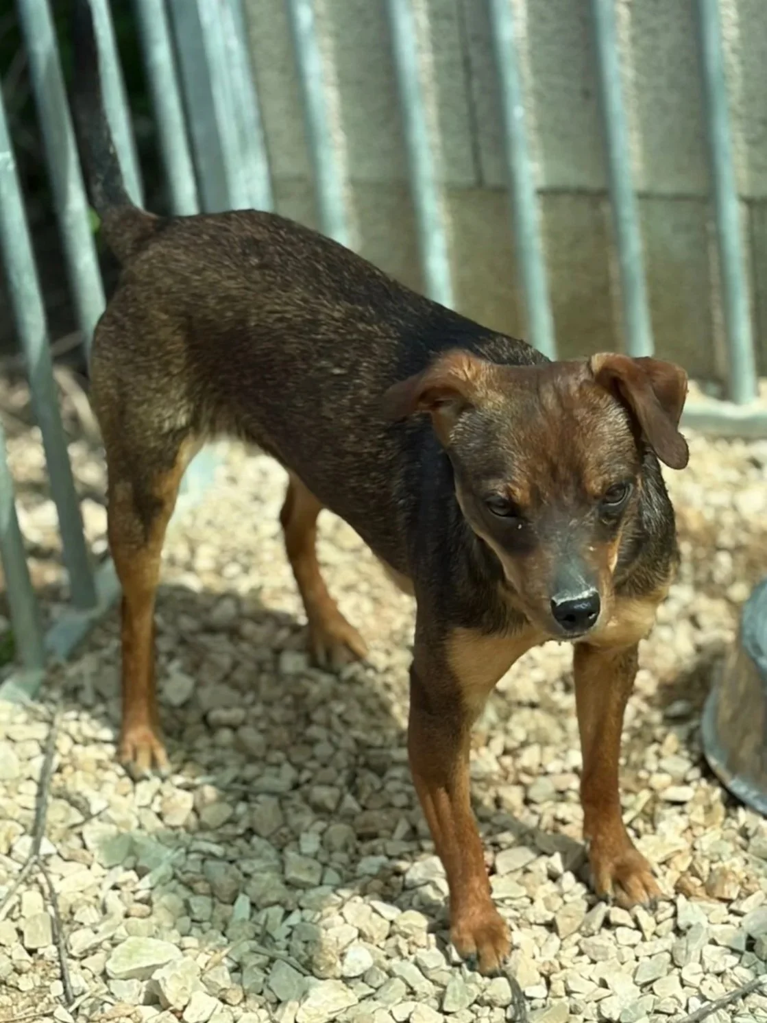 Isaac hanging out at the shelter - Dog available for adoption at Paws Xalo