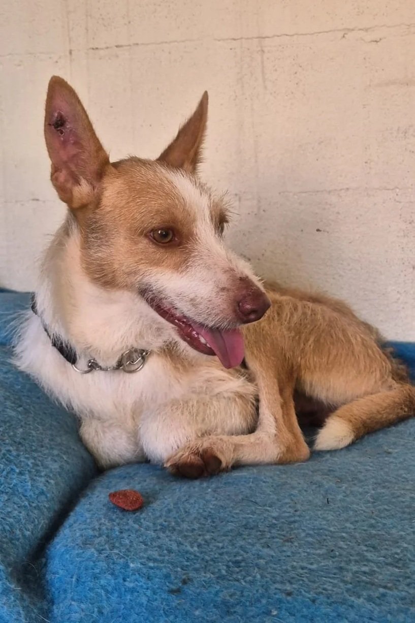 Charlie - Dog available for adoption at Paws Xaló