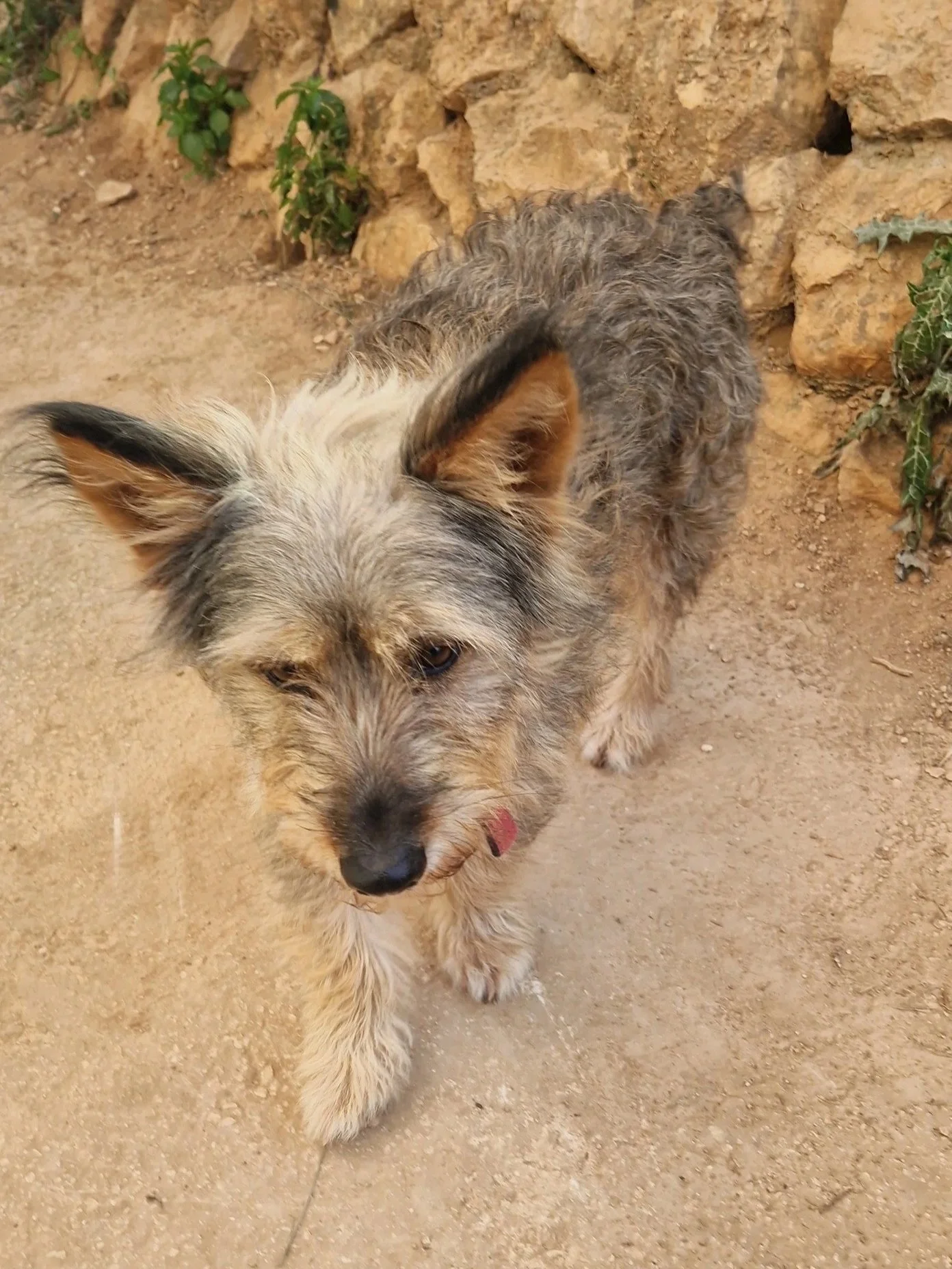 Elsa posing for the camera - Dog available for adoption at Paws Xalo