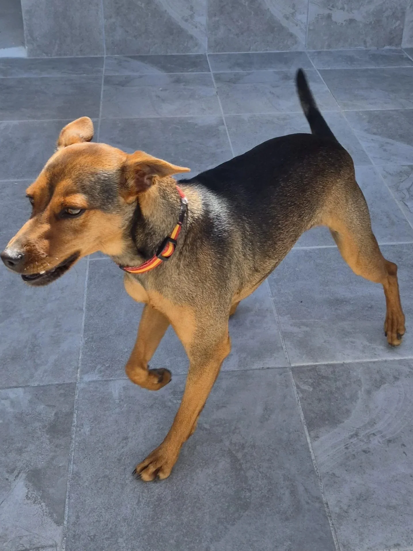 Side profile of the very handsome Peanut - Dog available for adoption at Paws Xalo
