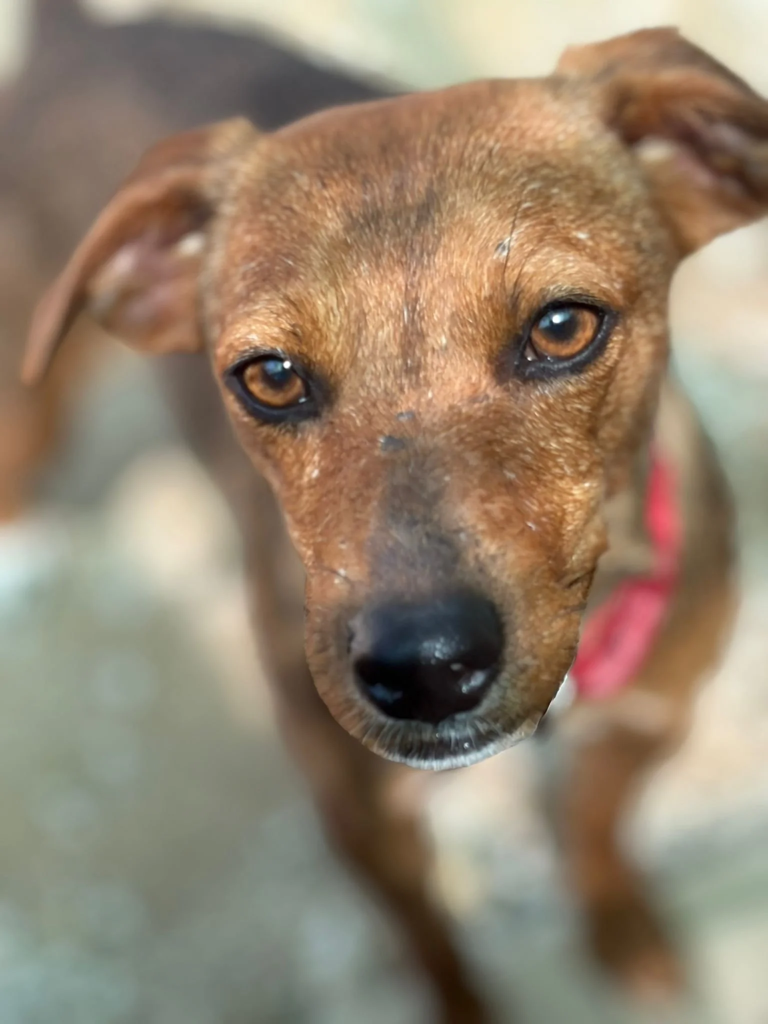 Abby - Dog available for adoption at Paws Xalo