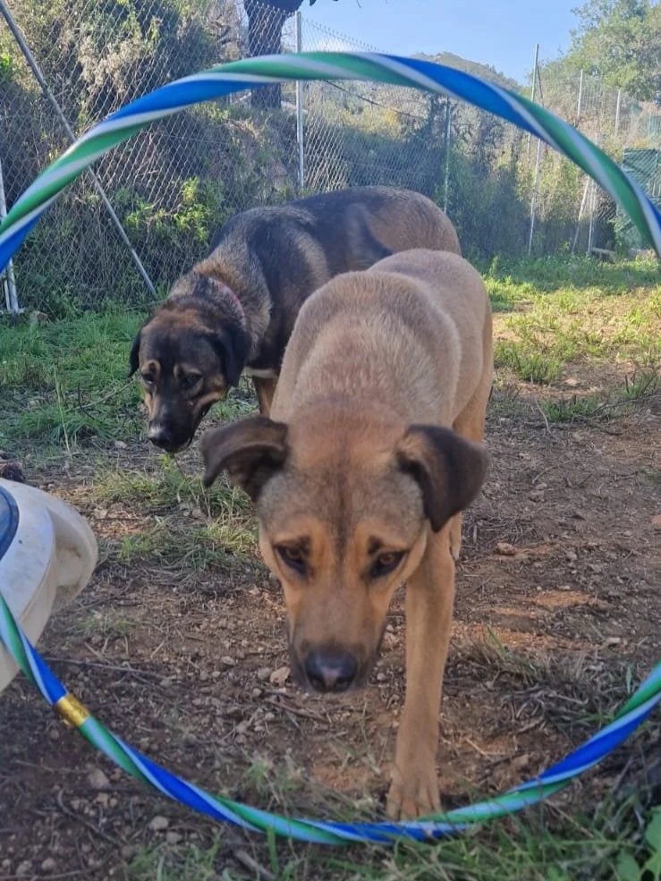 Buzz playing with a hula-hoop - Dog available for adoption at Paws Xalo
