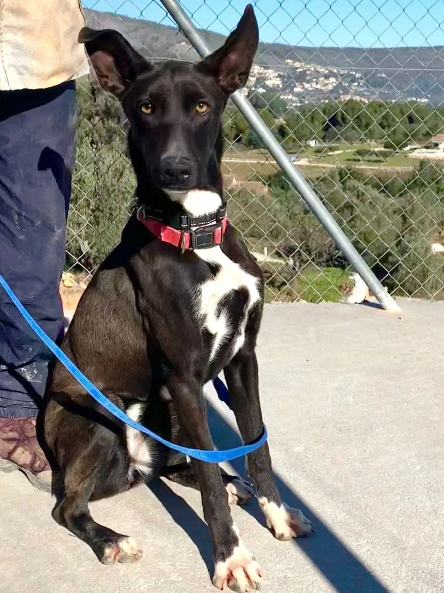 Ruthie giving a proud sit for the camera - Dog available for adoption at Paws Xalo
