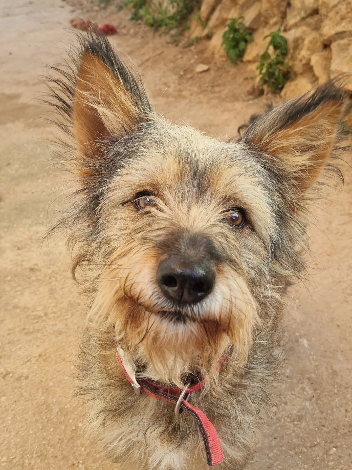 Elsa (Out on a Home Trial!)