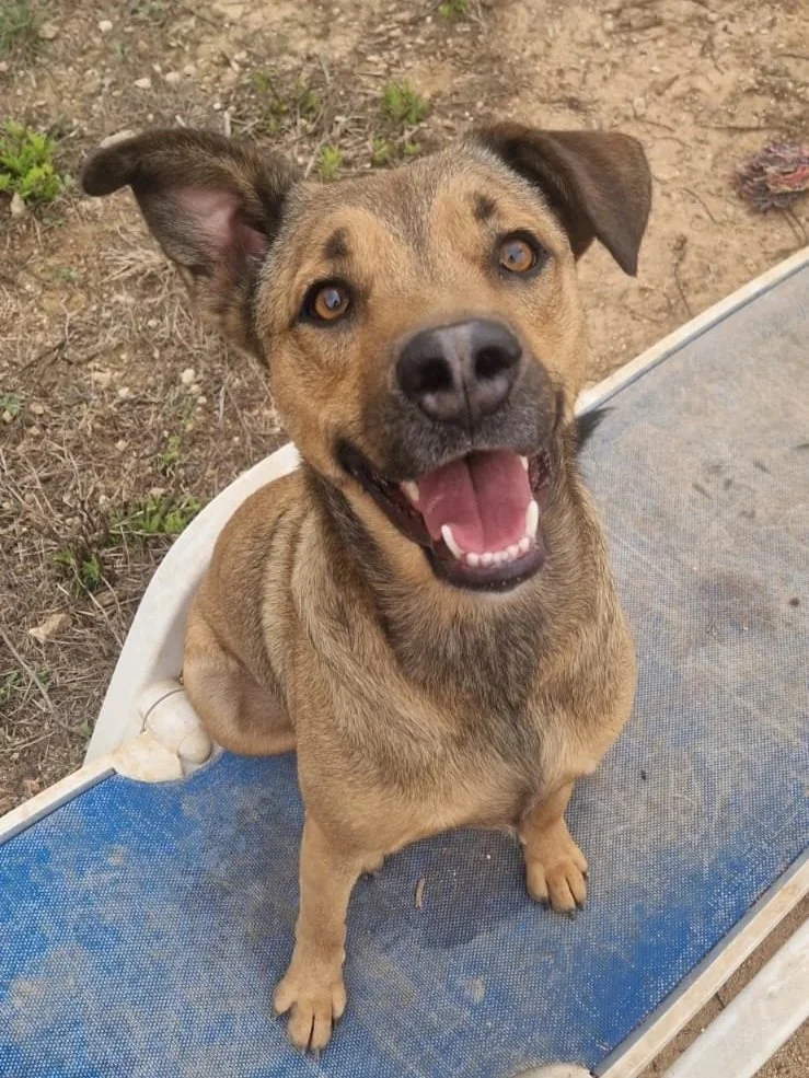 Buzz flashing a winning smile - Dog available for adoption at Paws Xalo