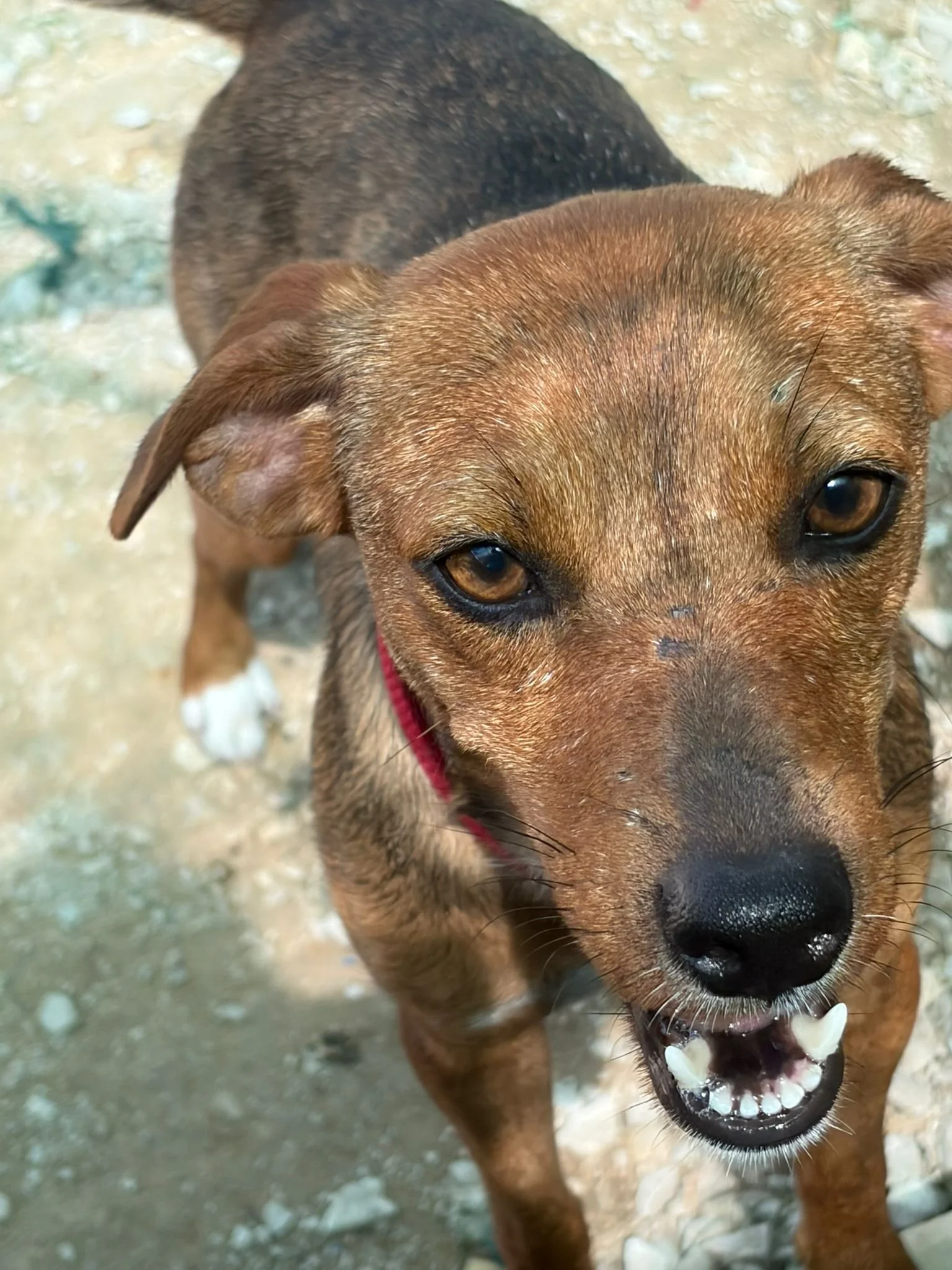 Abby - Dog available for adoption at Paws Xalo