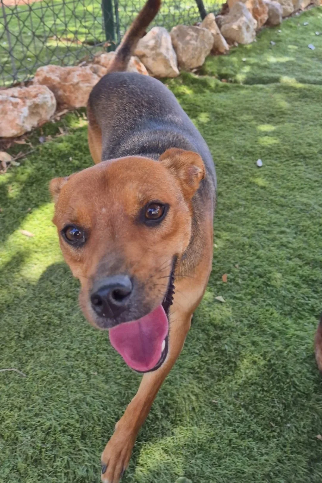 Joe - Dog available for adoption at Paws Xaló