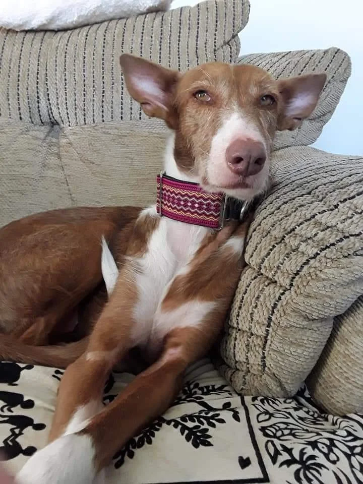 The Paws Effect - dogs looking comfortable in their new homes!