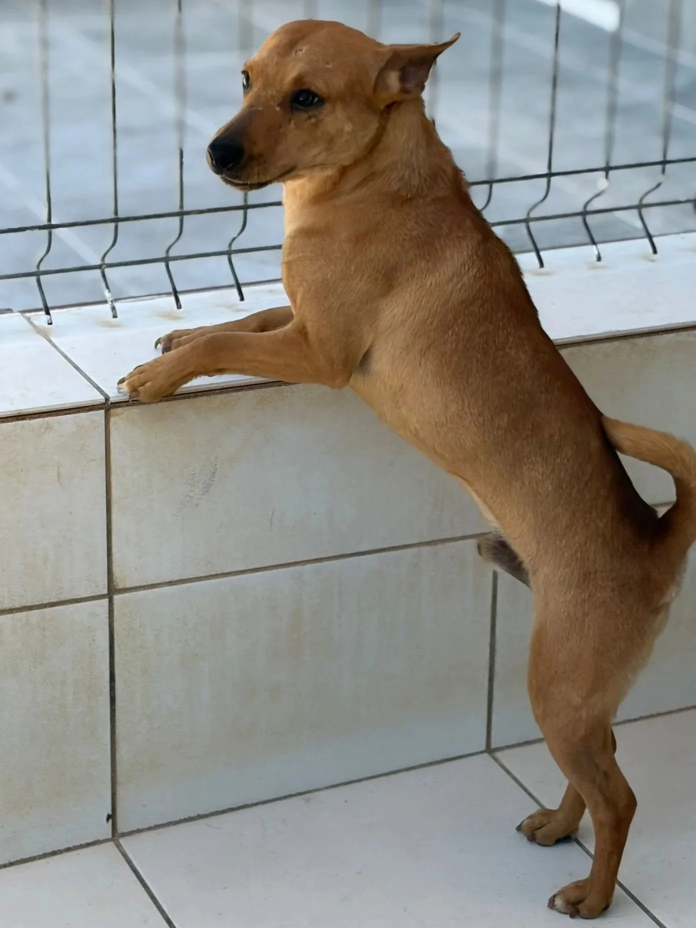 Various images of a litter of 11 puppies available for adoption from Paws Xaló!