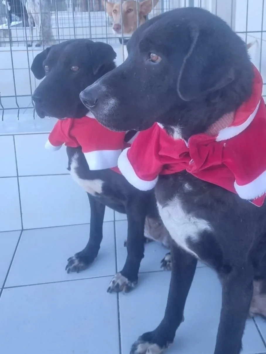 Maddie and her pal Otis dressed up for Christmas - Dog available for adoption at Paws Xalo