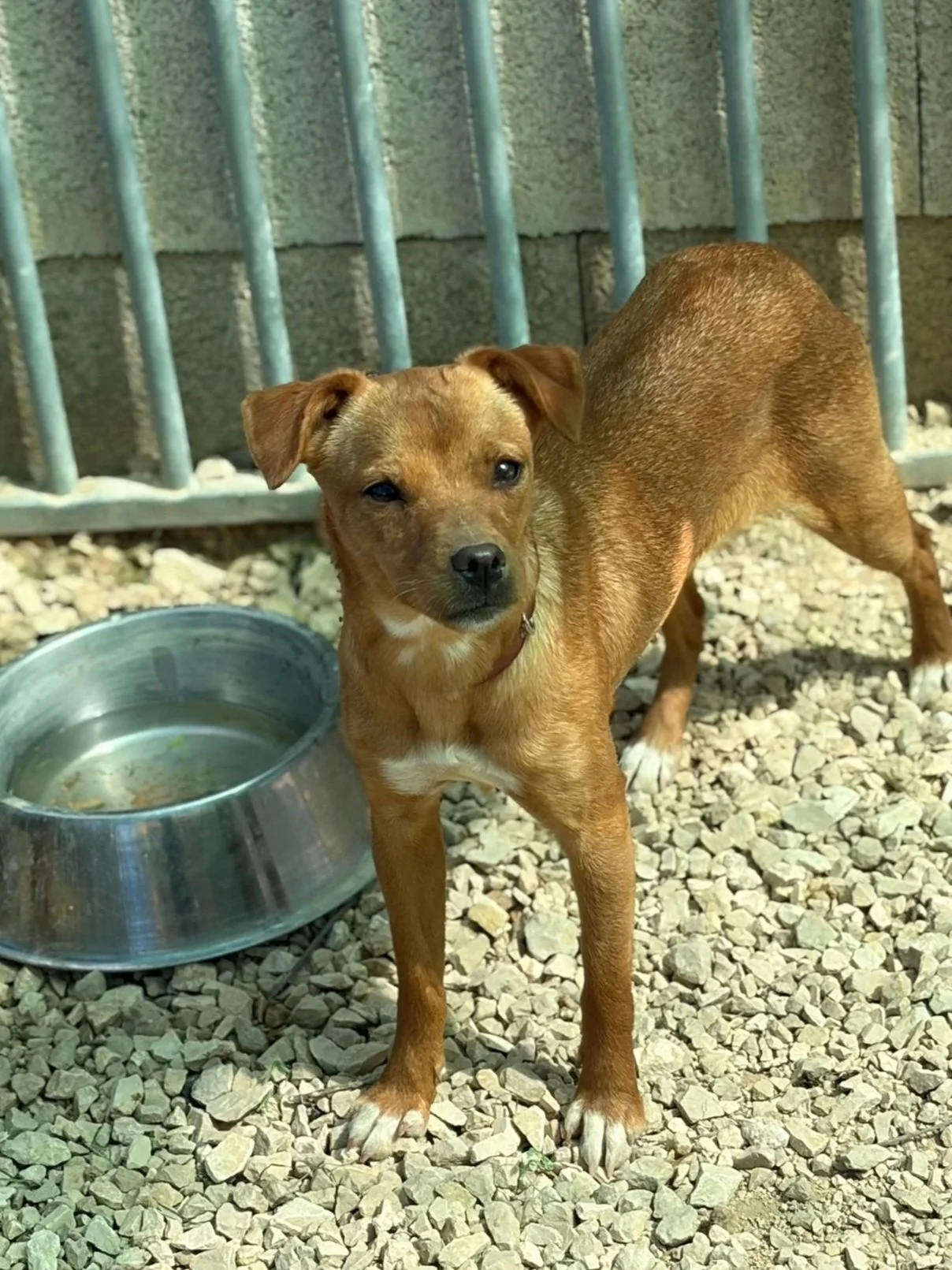 Various images of a litter of 11 puppies available for adoption from Paws Xaló!