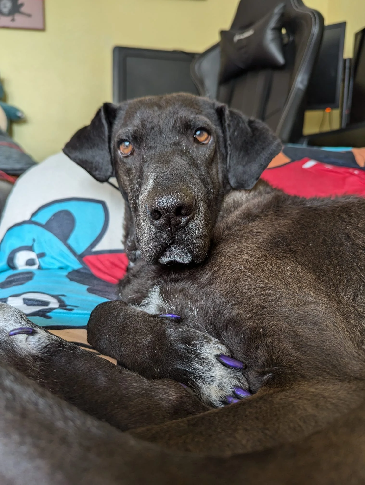 The Paws Effect - dogs looking comfortable in their new homes!
