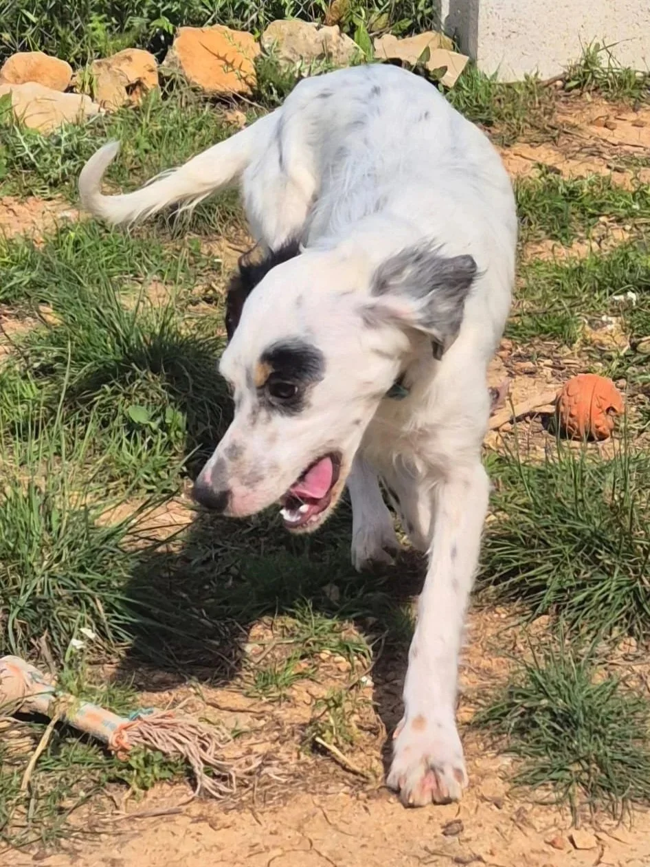 Tara looking playful at our shelter - Dog available for adoption at Paws Xalo