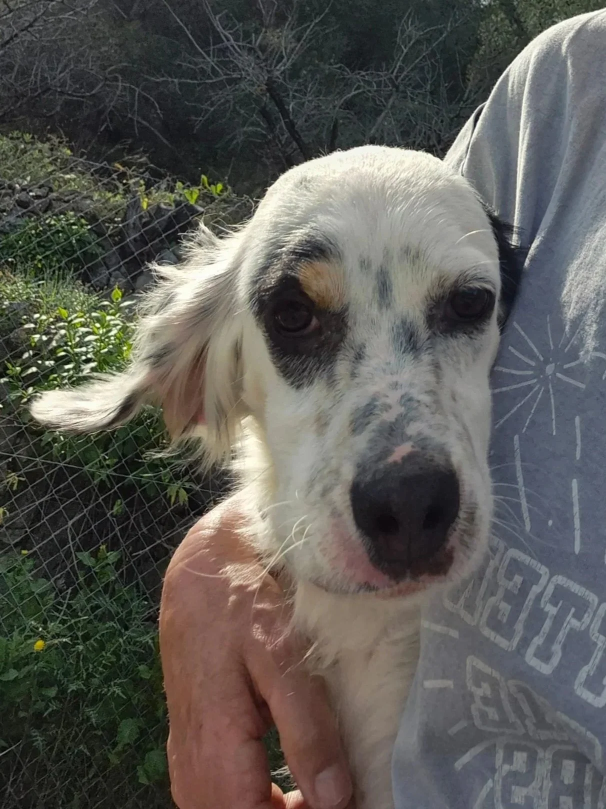 Tara getting cuddles from one of our volunteers - Dog available for adoption at Paws Xalo